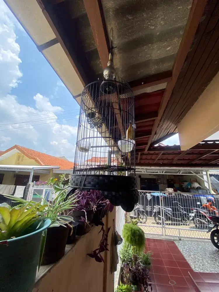 Jual pleci fullset bunyi harian