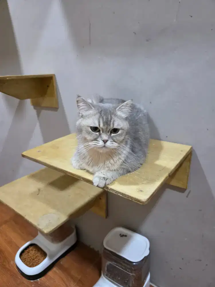BRITISH SHORT HAIR BSH BLUE GOLDEN