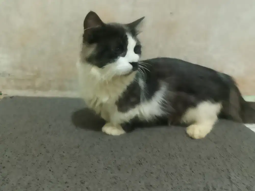 Kitten Munchkin