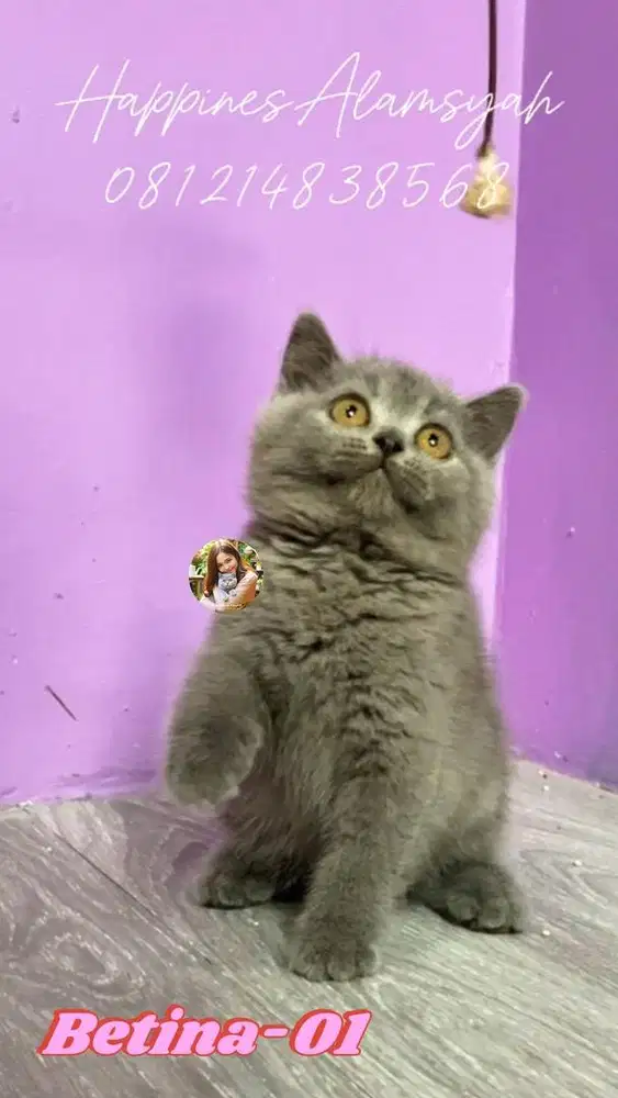British Shorthair Blue Betina Kitten