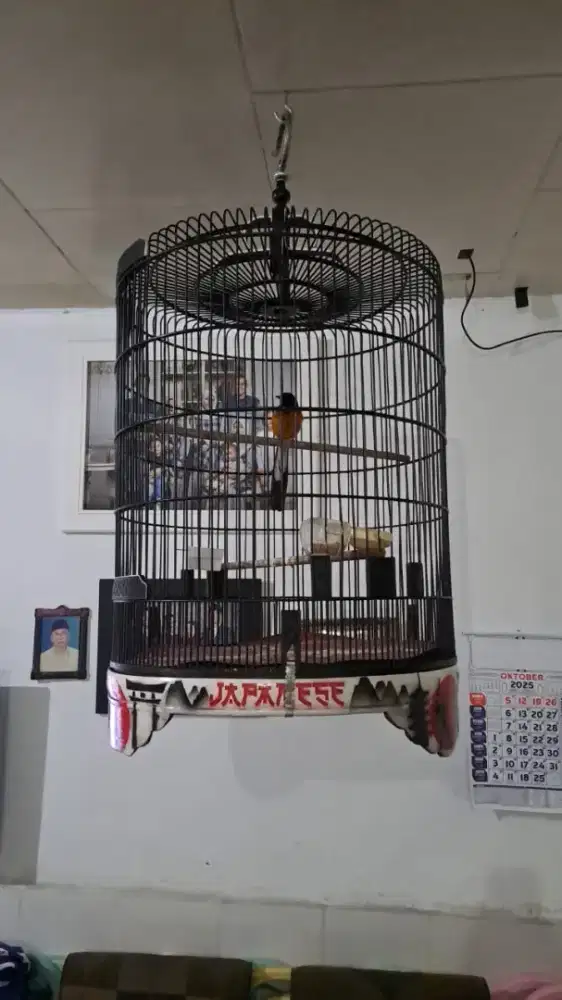 Burung murai batu