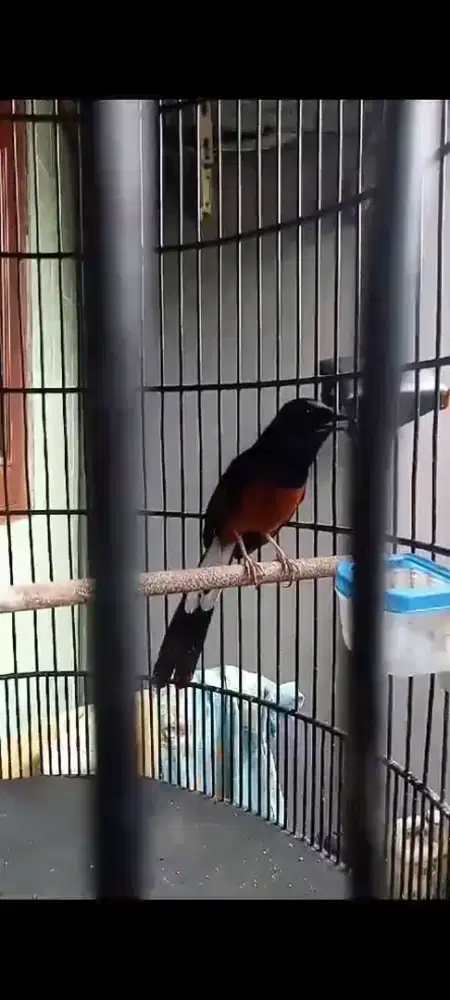 Burung murai muda hutan
