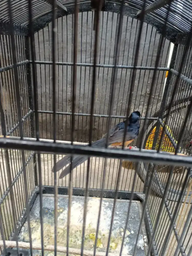 Di jual murai muda hutan