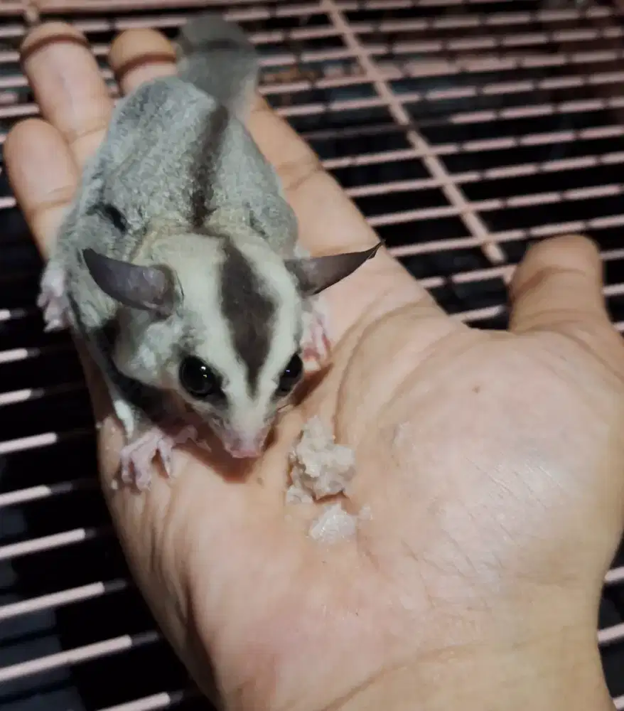 Lepas Adopsi Sugar Glider WF.