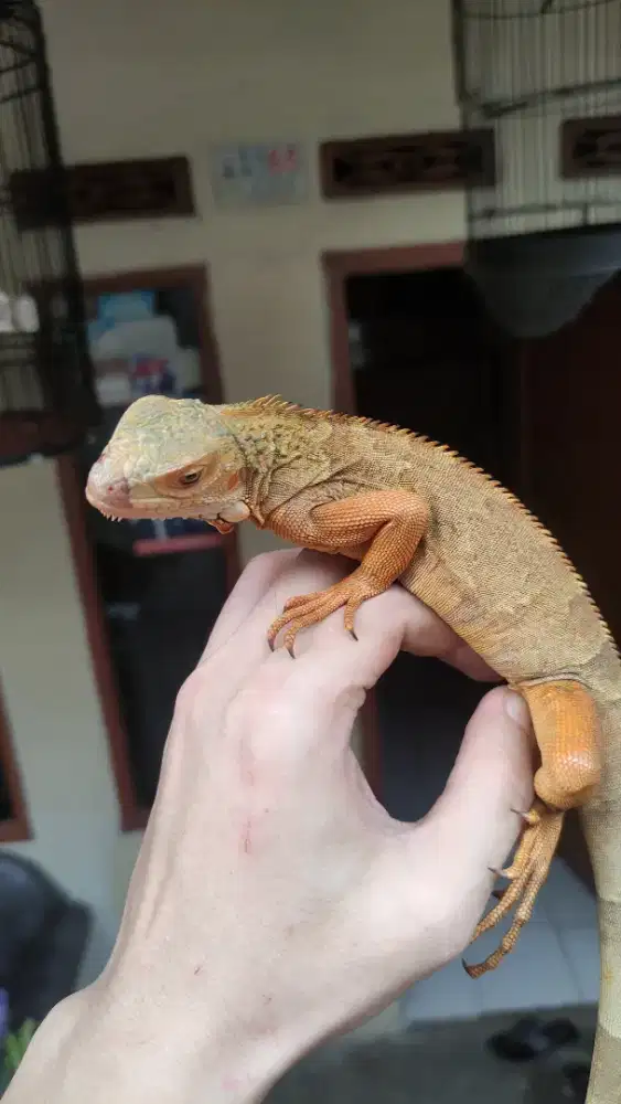Iguana Red Colombia 66% Het Albino T-
