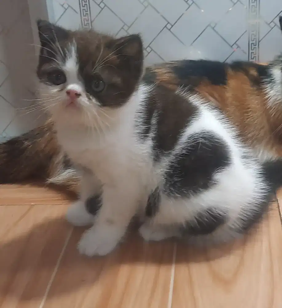 Kitten munchkin ns 
Lokasi citayam depok
