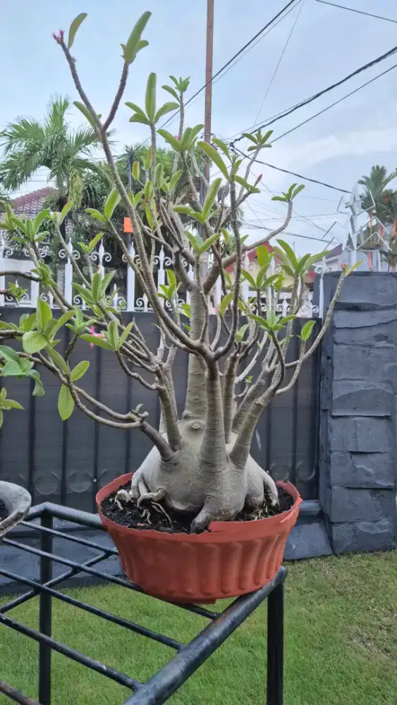 Bonsai Arabicum jumbo XL Tanaman besar Adenium pohon bonsai