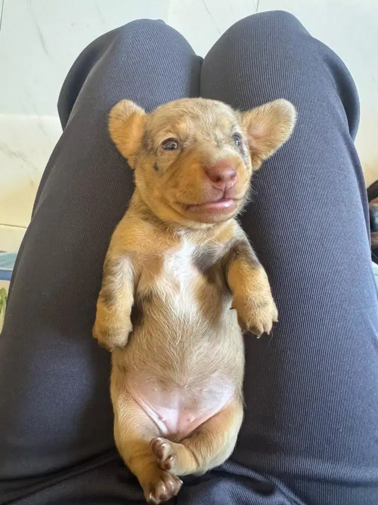 Open Adopt Pure Mini Tekel