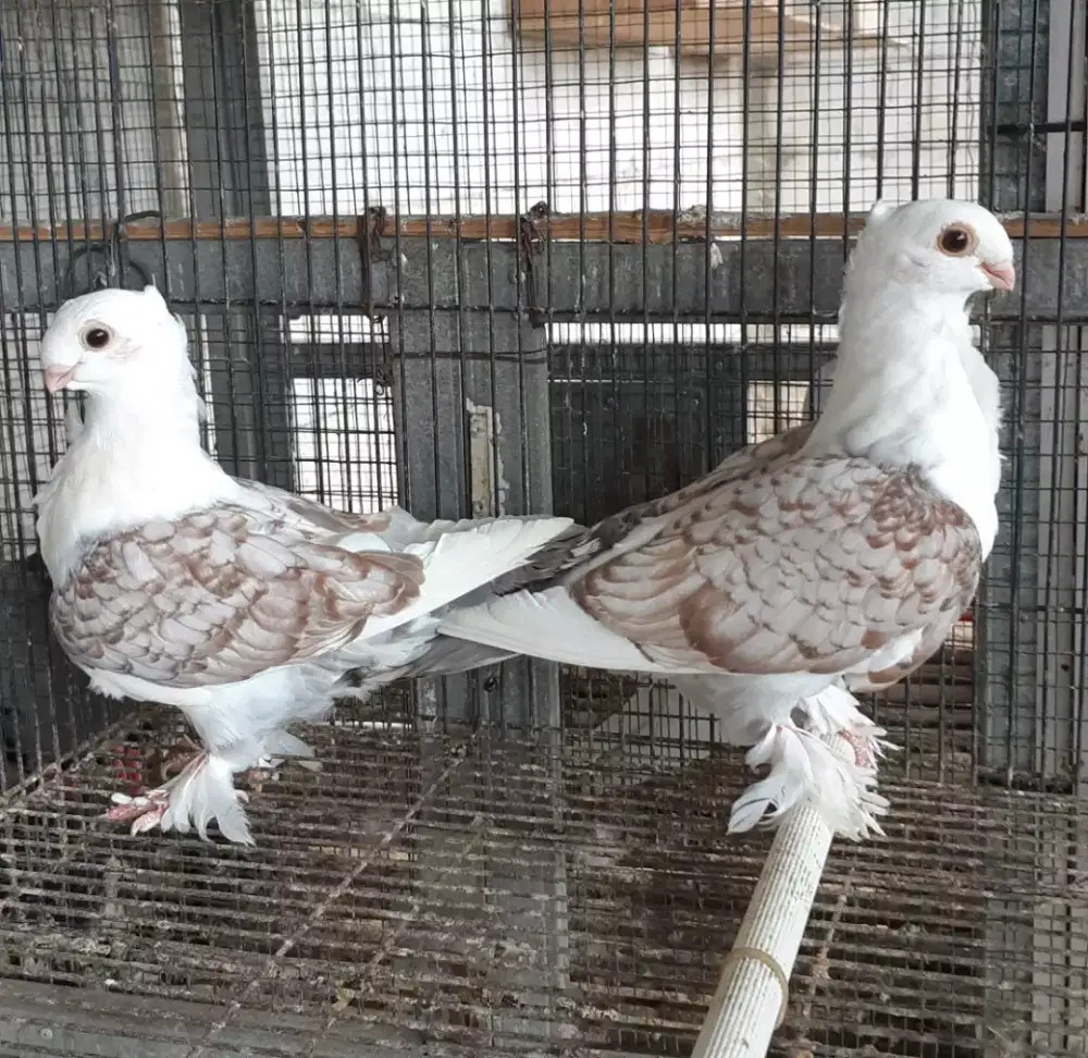 BURUNG MERPATI HIAS SANTINATE