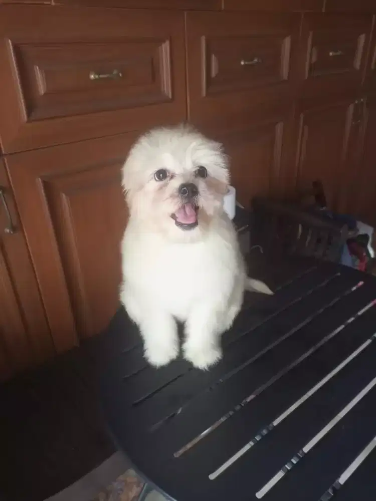 SHIHTZU POODLE PUPPY