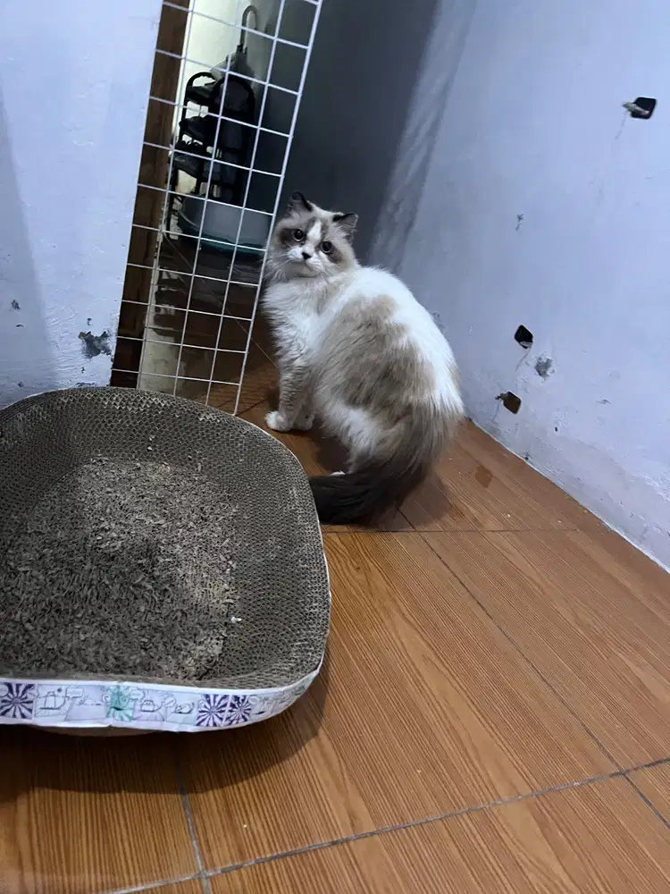 Lepas adop Ragdoll betina simetris 12 bulan