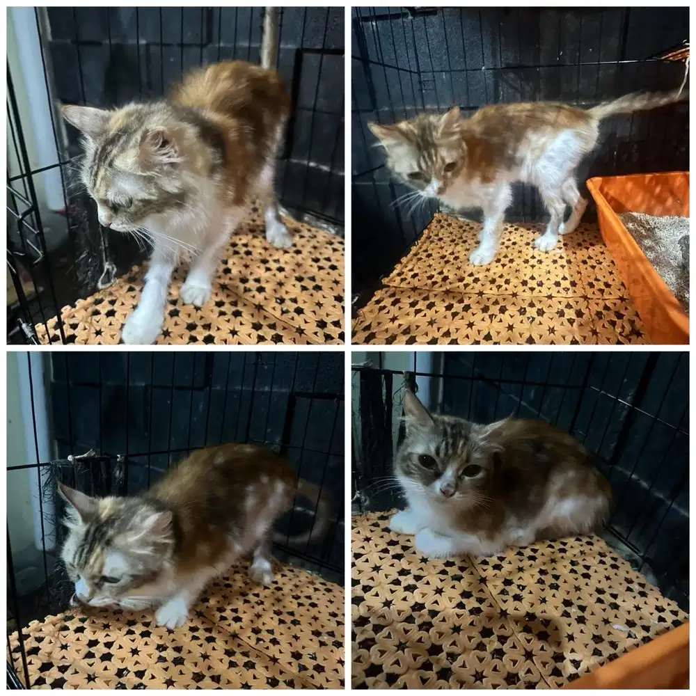 Calico betina mix munchkin-ragdoll