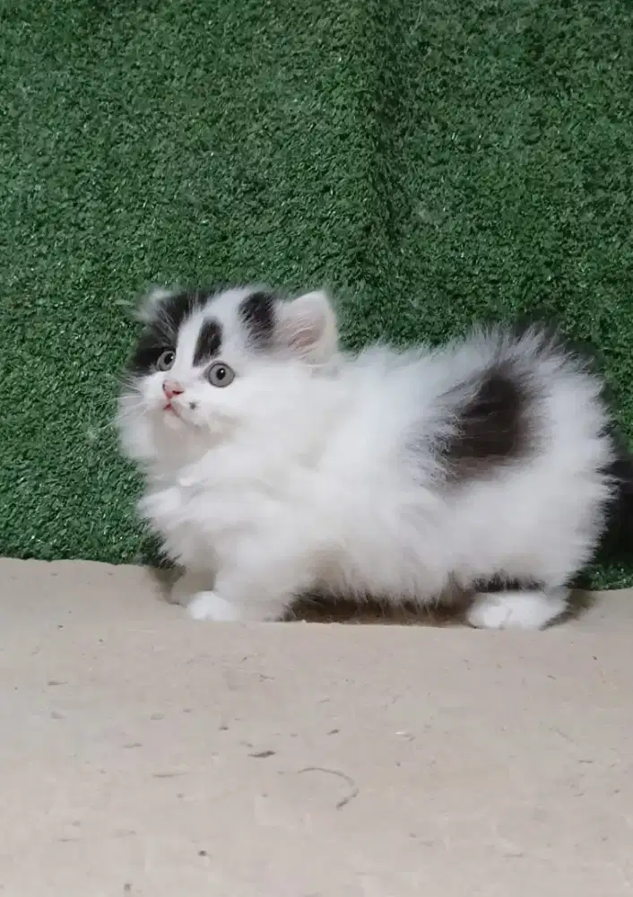 Munchkin ragddoll long hair
