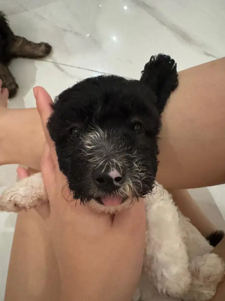 OPEN ADOPT PARTY BLACK AND WHITE POODLE COW