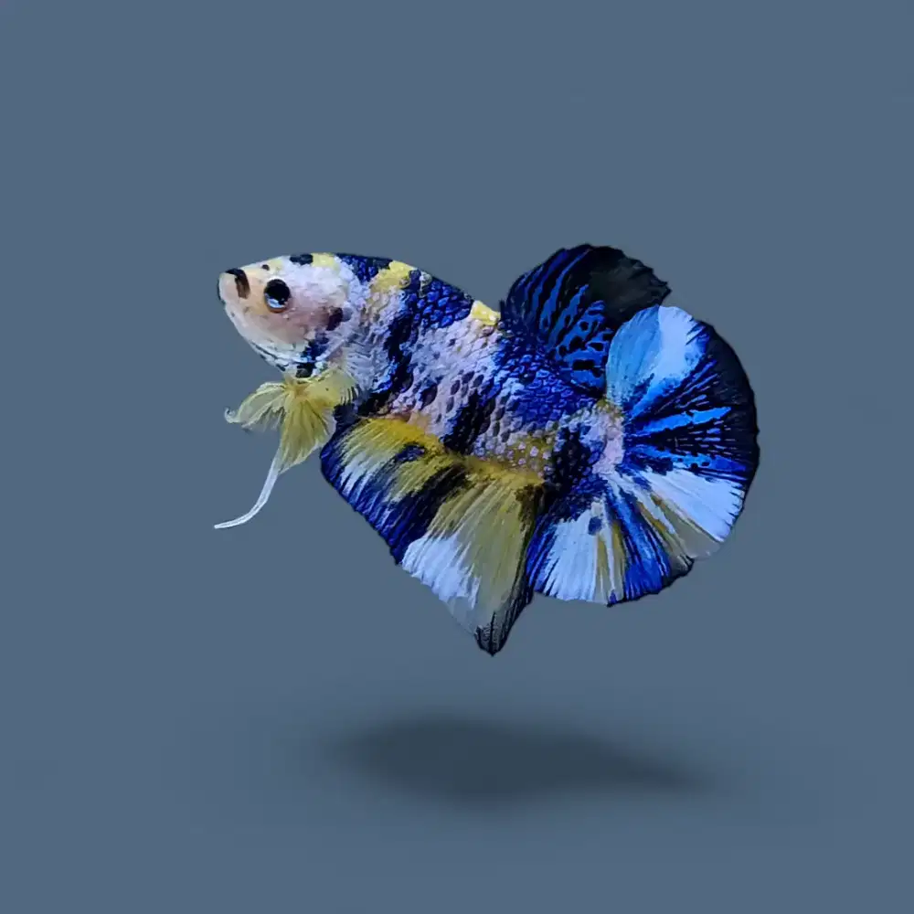 ikan cupang giant yellow koi fancy