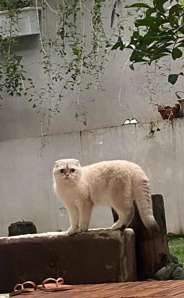 Jasa pacak bsh scottish fold