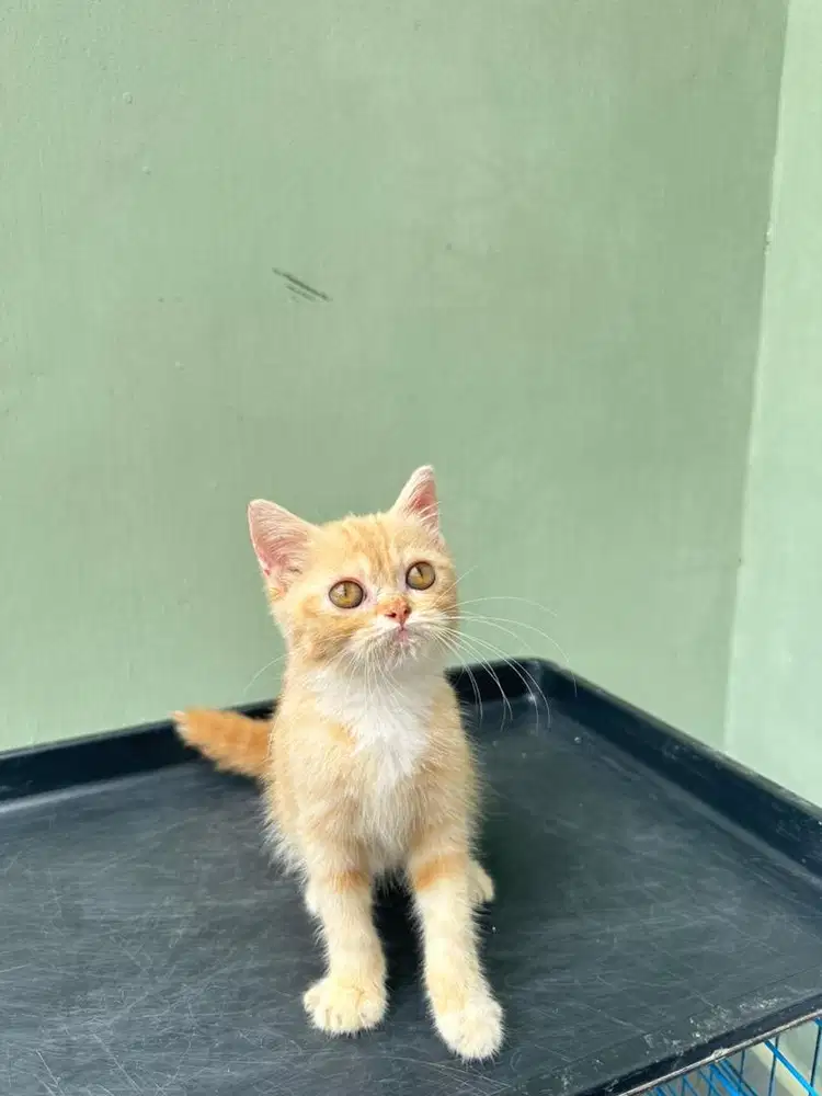 Kitten Bsh mix Flatnose Orange Marble