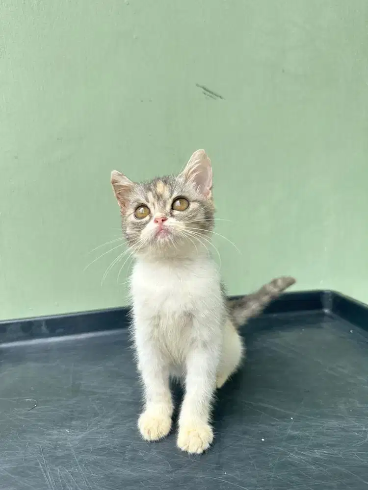 Kitten BSH mix Flatnose Calico