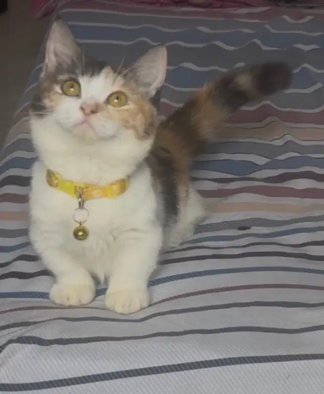 Kucing munchkin bsh british shorthair british short hair munkin