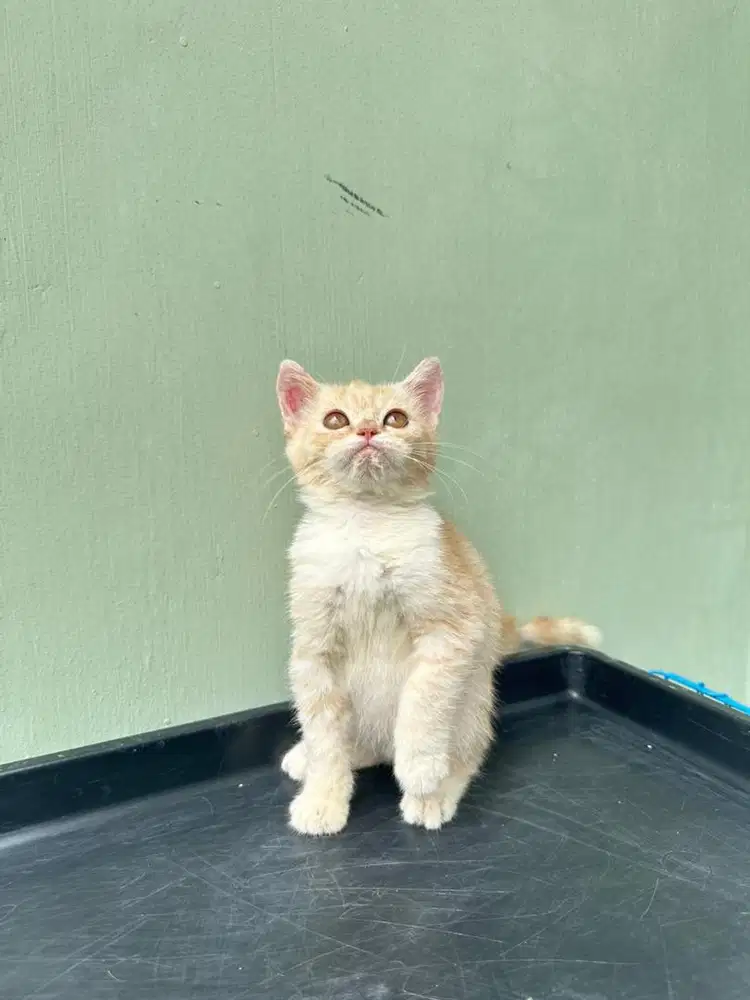 Kitten BSH orange solid