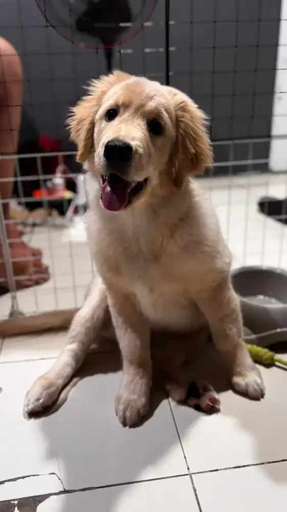 Puppy, anjing, golden retriever