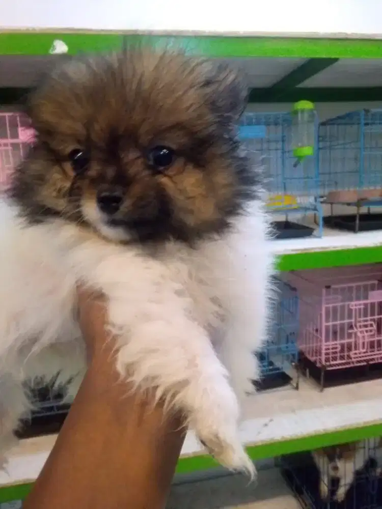 Anakan dogy pom