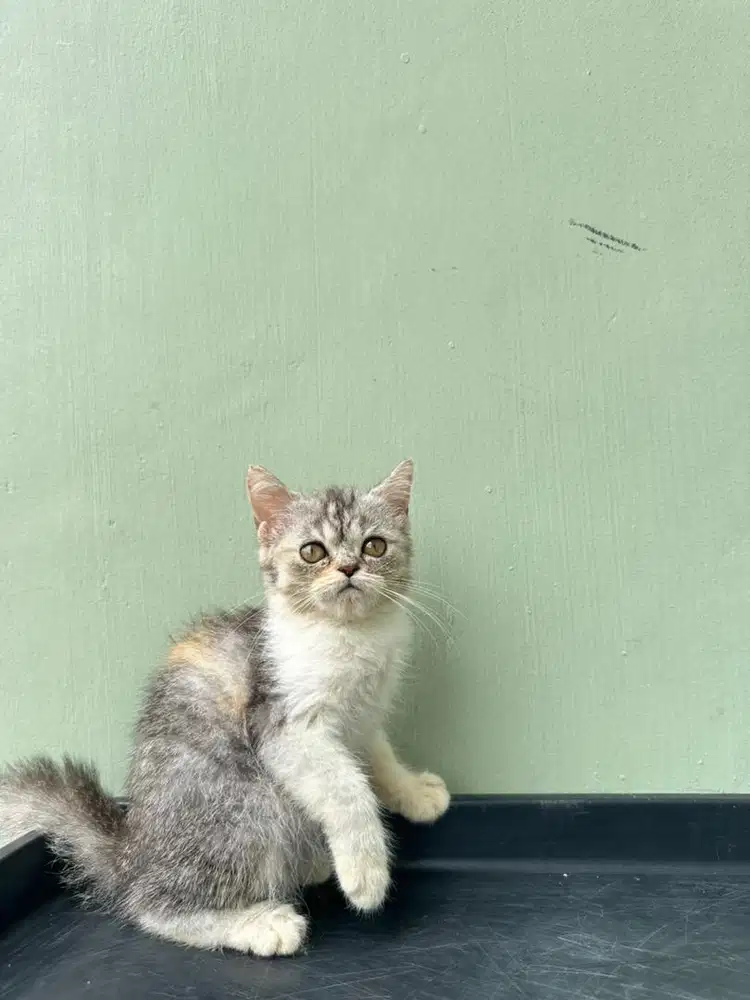 Kitten Bsh x Flatnose Calico