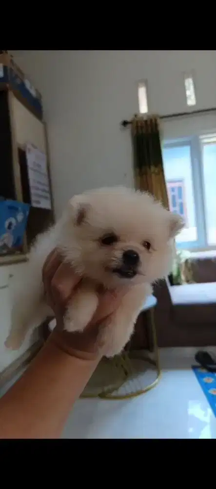 Teacup pomeranian kosongan
