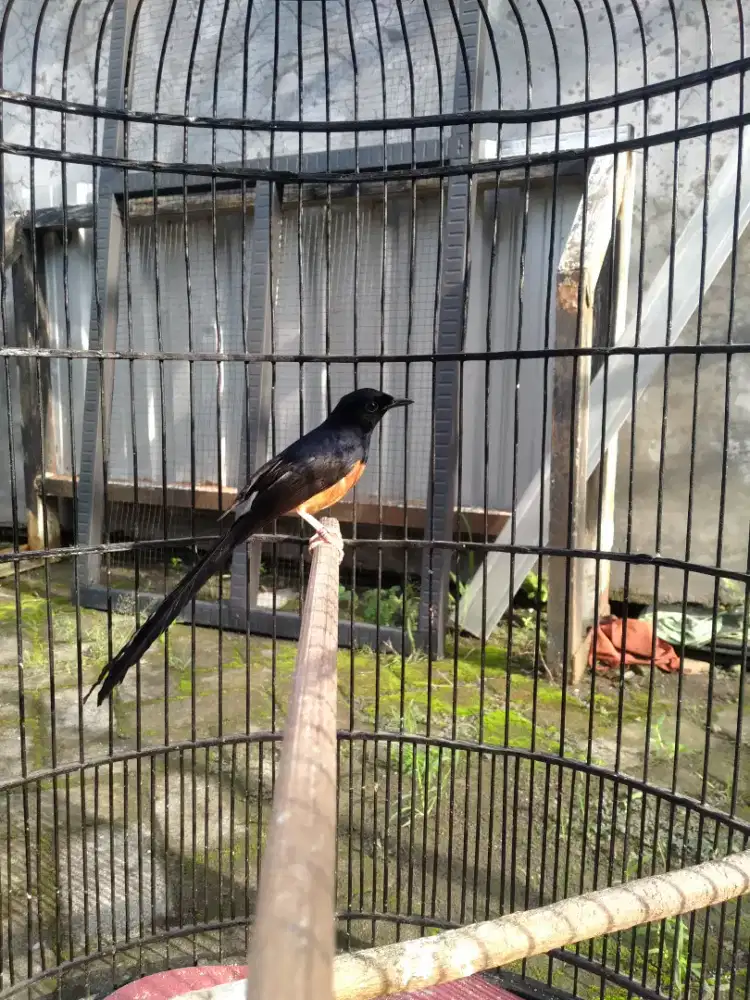 Murai batu pastol jantan