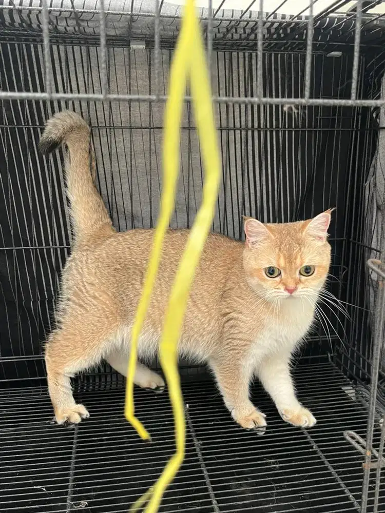 British short hair golden betina import