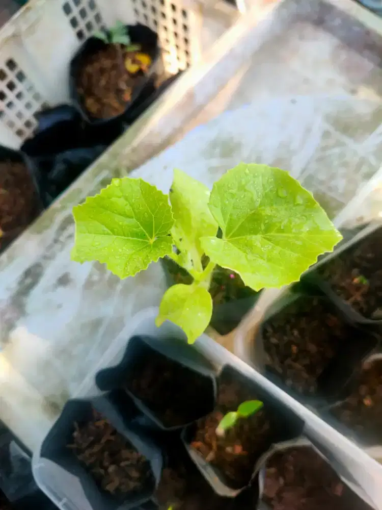 Bibit Melon 2ribuan