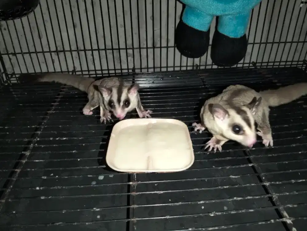 Sugar glider jinak