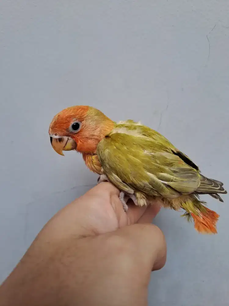 Lovebird Lolohan Nonklep Green Opaline Marbled