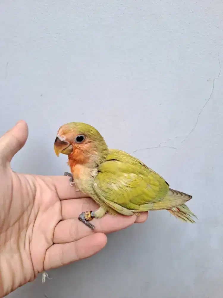 Lovebird Lolohan Nonklep (NK) Green Marbled & Green Orange Face