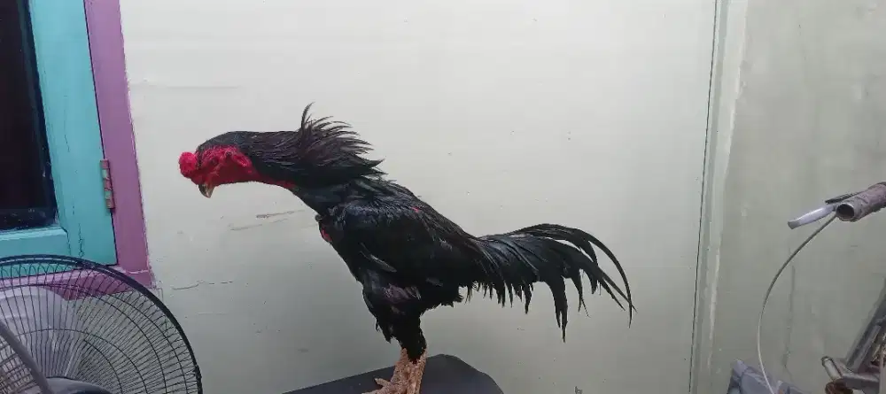 Ayam BK clasik import (pacek siapan)
