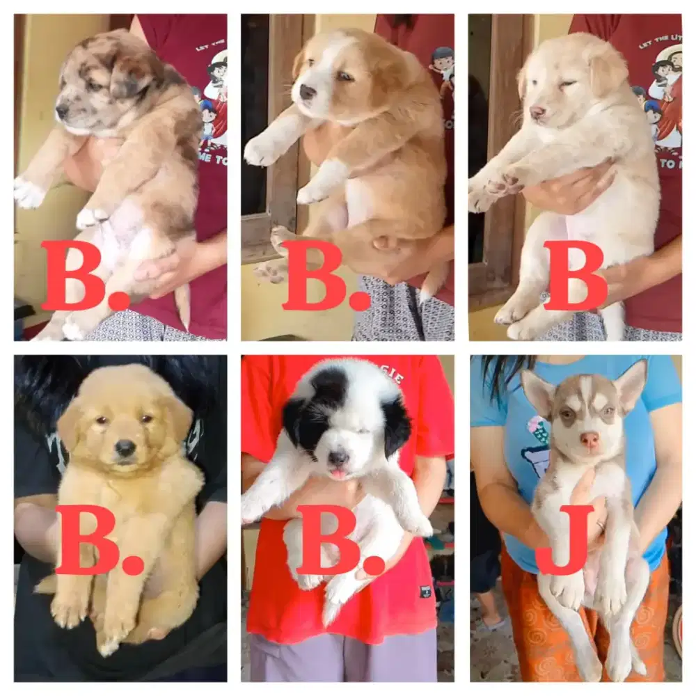 Anjing lucu menggemaskan