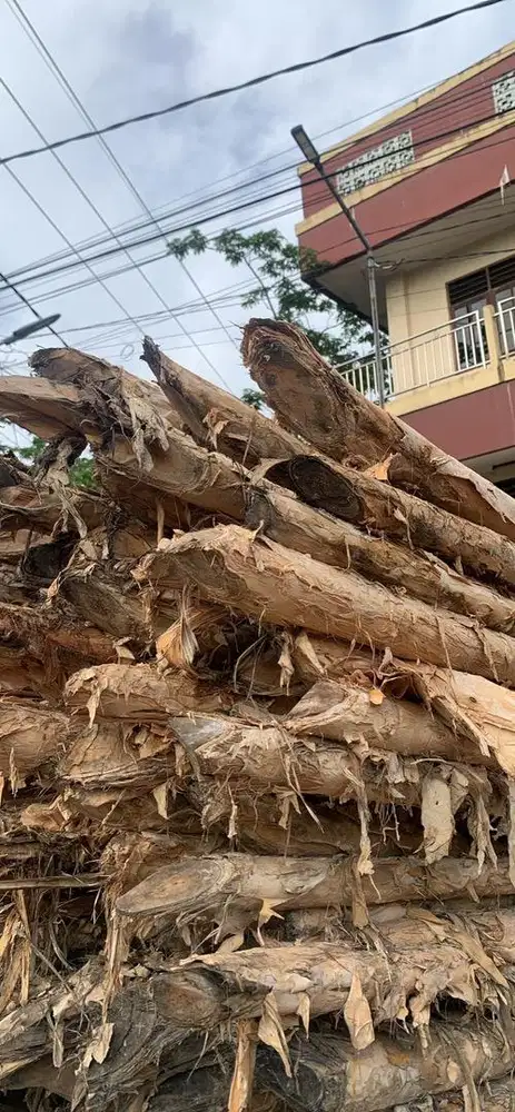 Dolken ukuran 3-4 cm