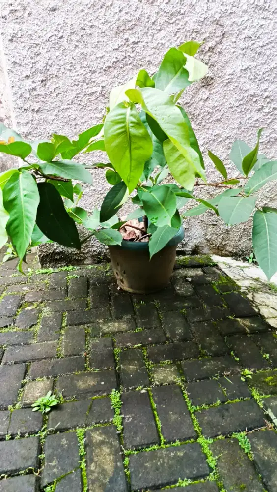 Jambu air buto ijo