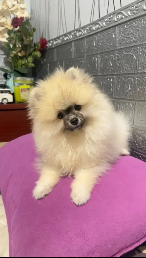 Pomeranian putih cream