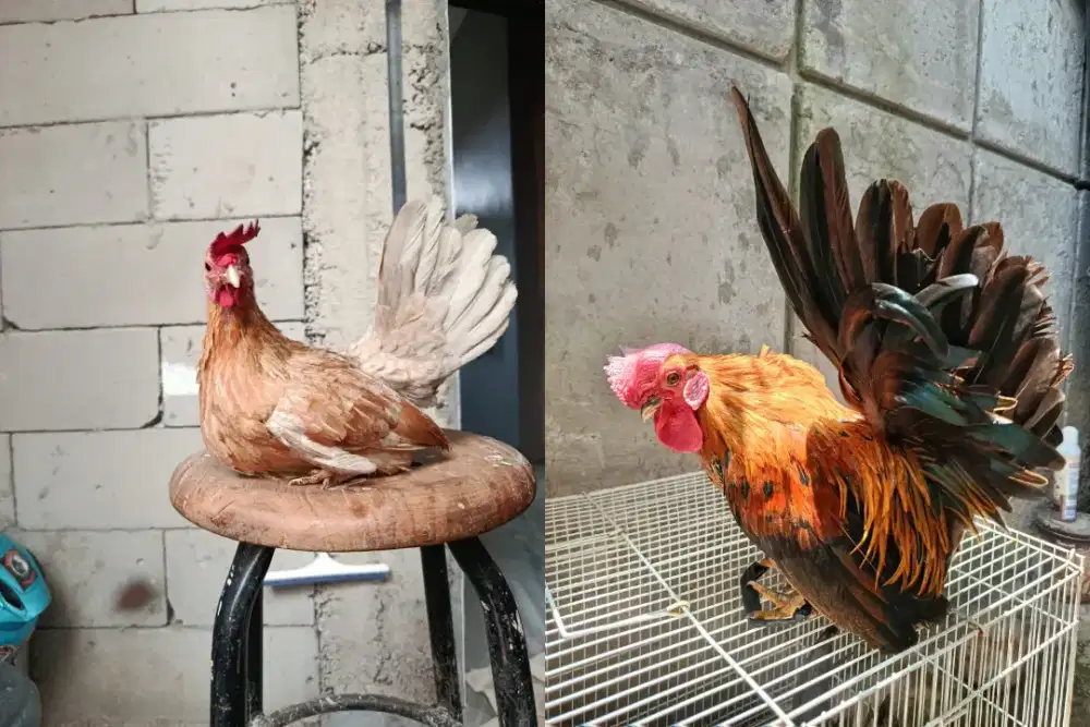 Jual ayam kate 2 pasang