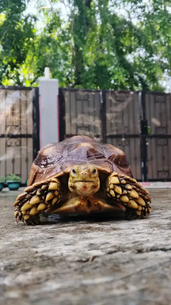 Kura kura sulcata