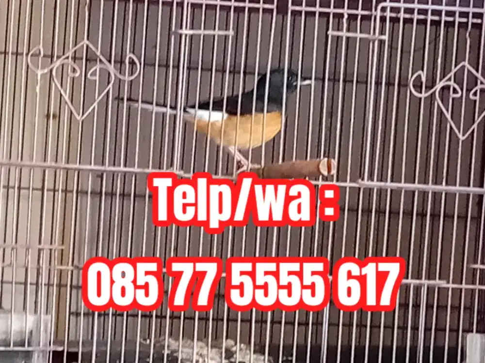 MURAI BETINA MEDAN PERAWAN