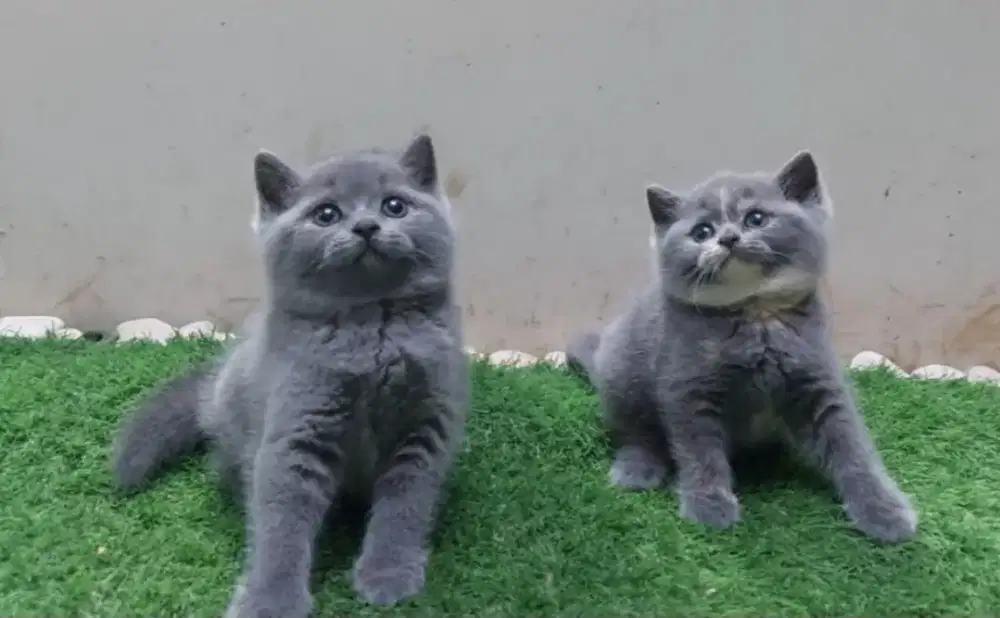 British Shorthair