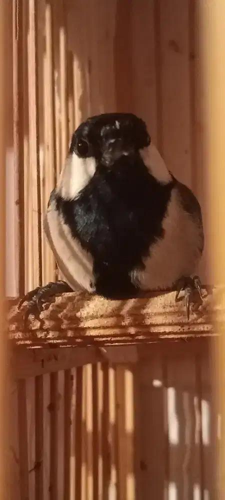 Burung Gelatik Jantan