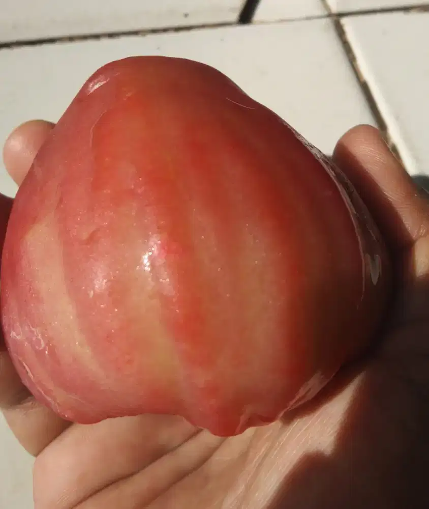 Jambu air Cingcalo