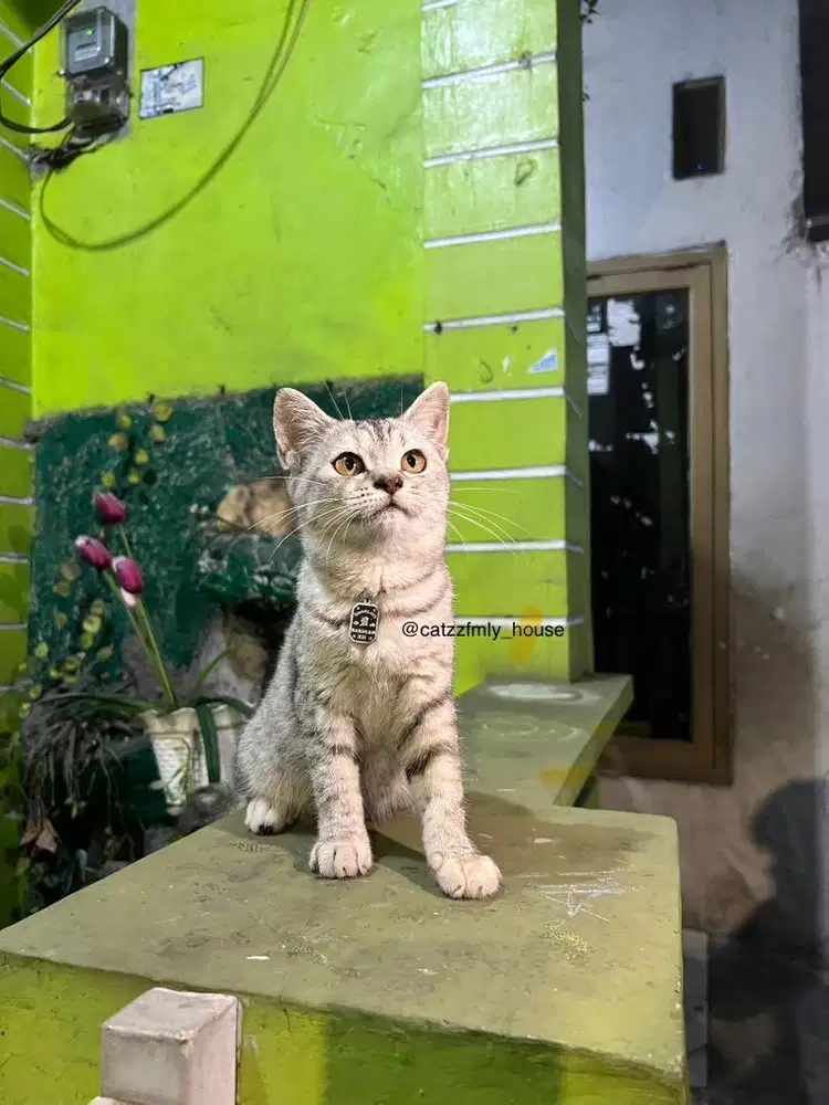 Lepas adopsi BSH SILVER