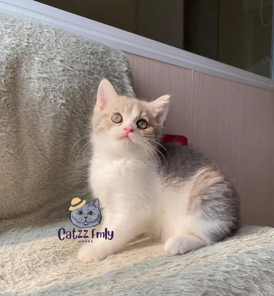 LEPAS ADOPSI BSH BICOLOR BLUE