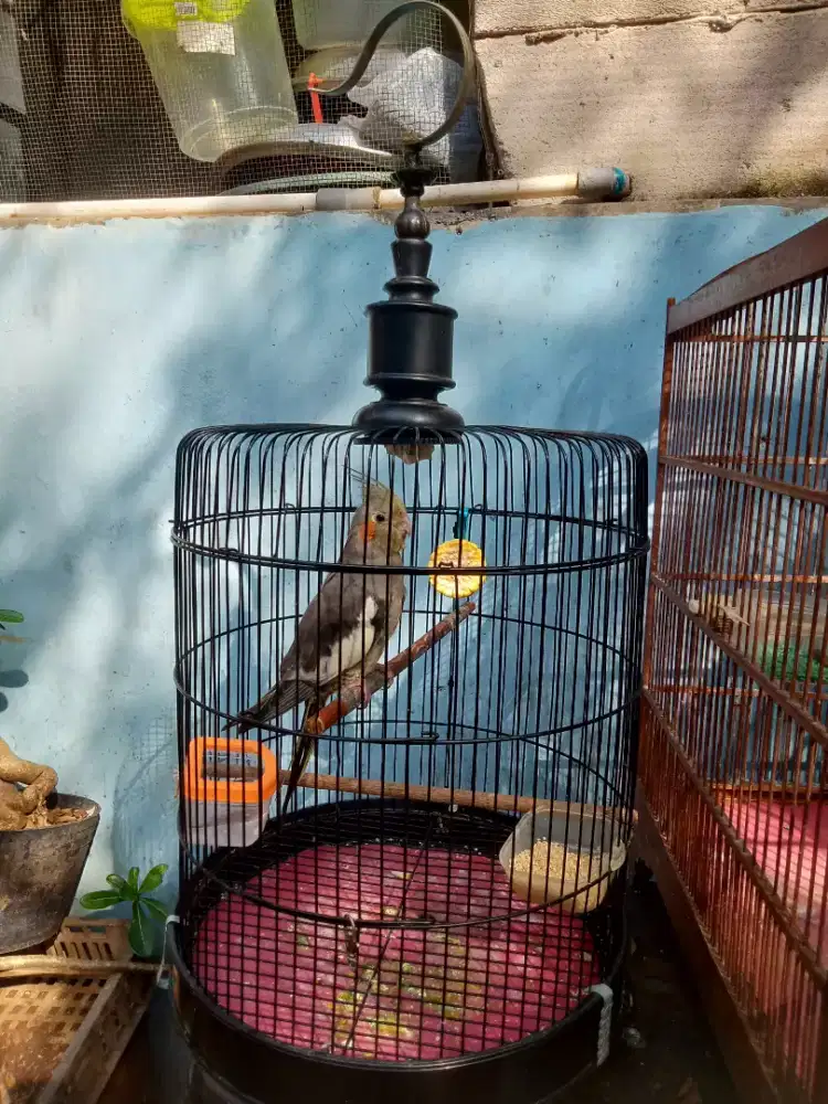 Jual burung falk( parkit australi) ini fsjual