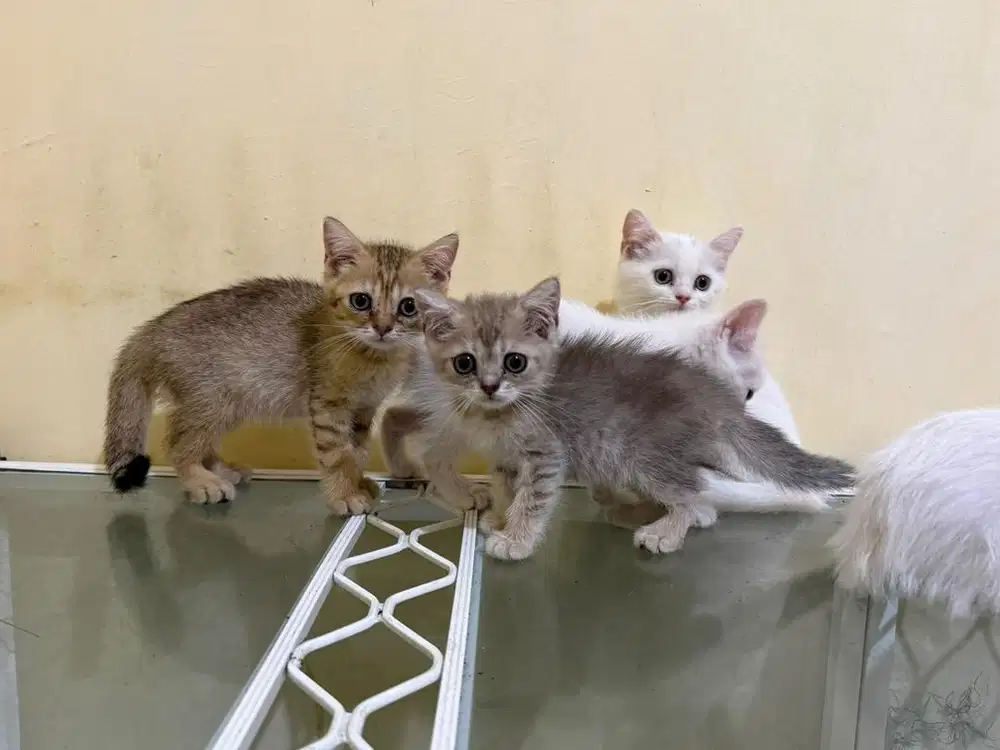 kucing british shorthair bsh