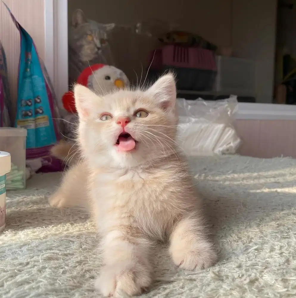 lepas adopsi kitten bsh cream